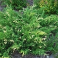 Juniper variegata: opis i karakteristike sorte